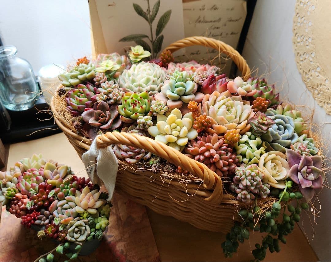 多肉植物寄せ植え　そのまま飾れる　大きなバスケット　おまけ付き♡