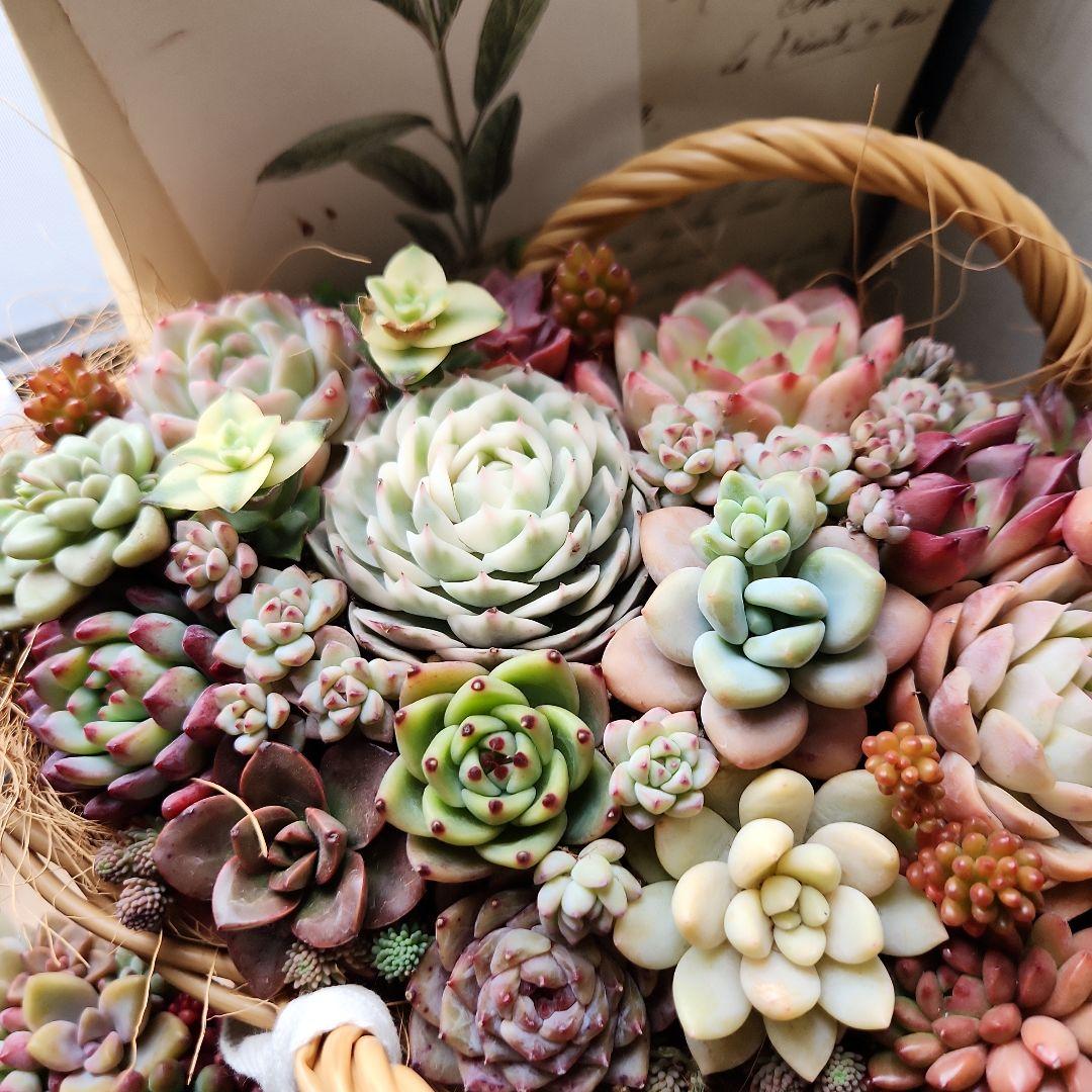 多肉植物寄せ植え　そのまま飾れる　大きなバスケット　おまけ付き♡