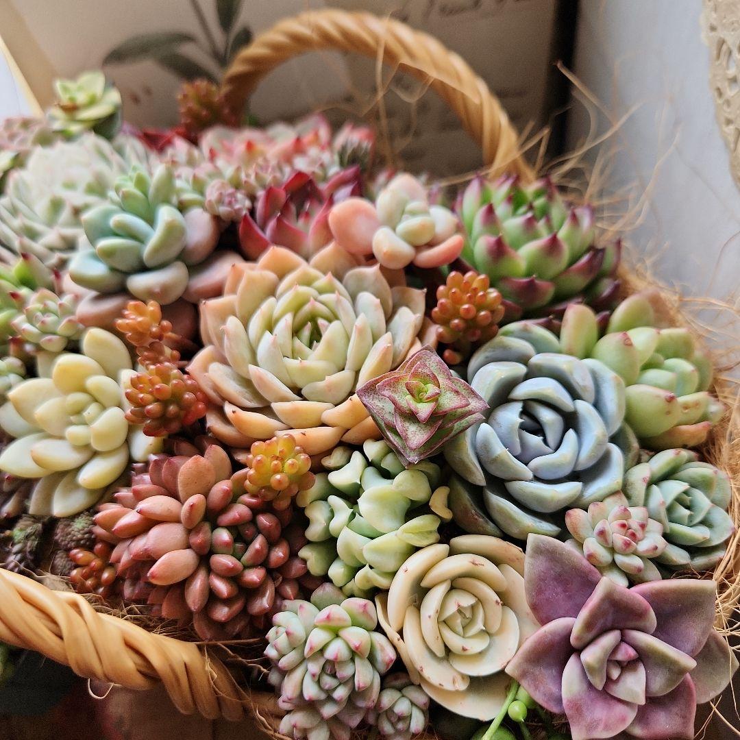 多肉植物寄せ植え　そのまま飾れる　大きなバスケット　おまけ付き♡