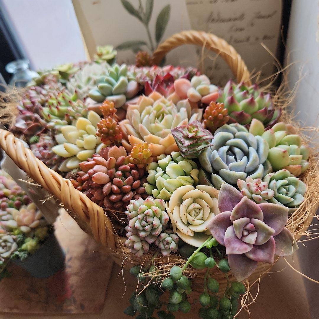 多肉植物寄せ植え　そのまま飾れる　大きなバスケット　おまけ付き♡