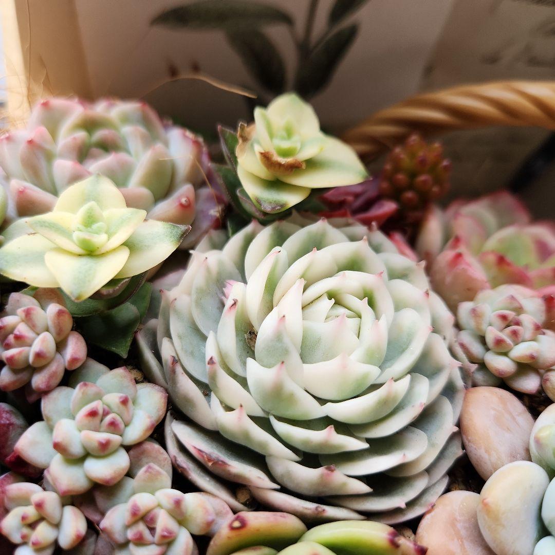 多肉植物寄せ植え　そのまま飾れる　大きなバスケット　おまけ付き♡