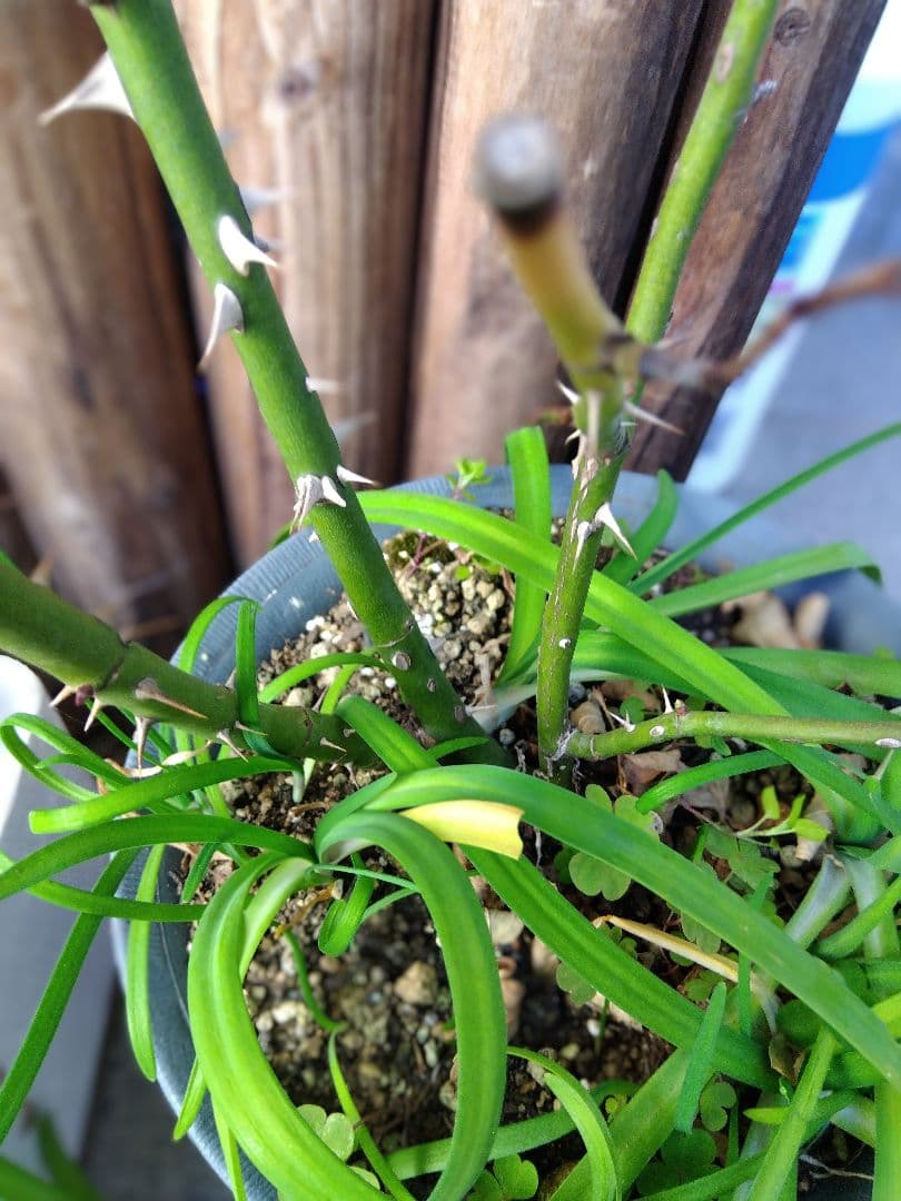 バラ中苗充実苗 　四季咲き中輪　コンパクト　花持ちいいです、病害虫に強いです