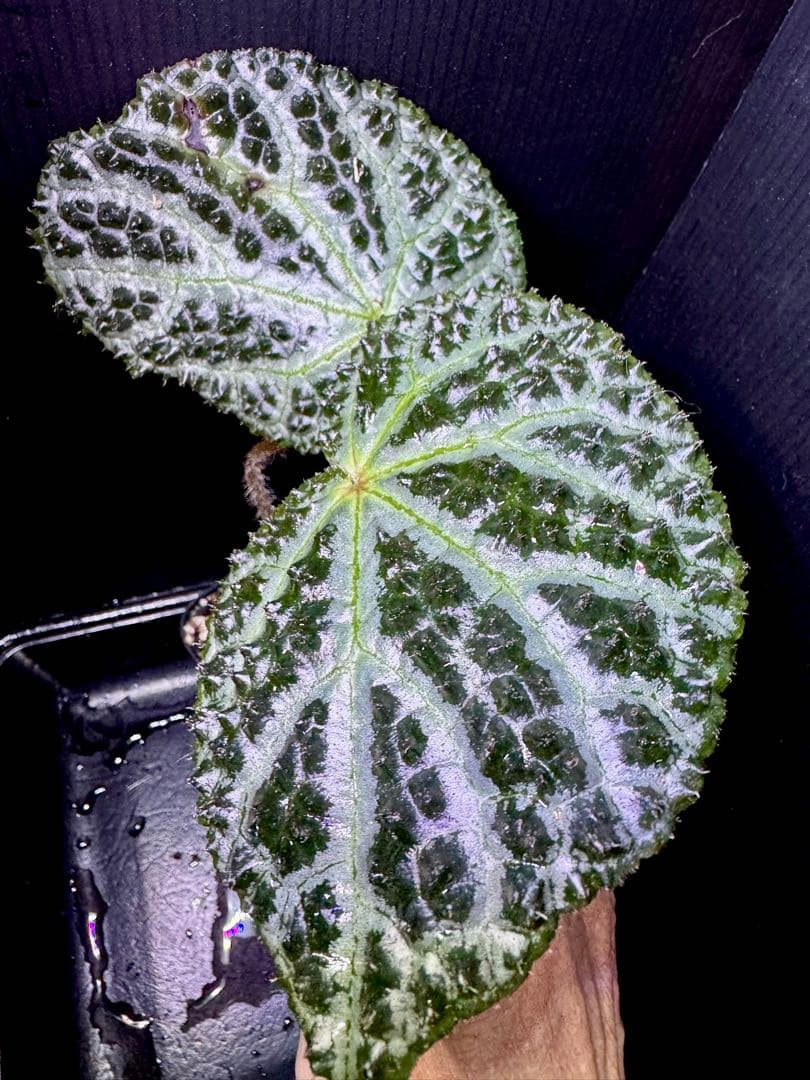 Begonia montaniformis ベゴニア・モンタニフォルミス　大株