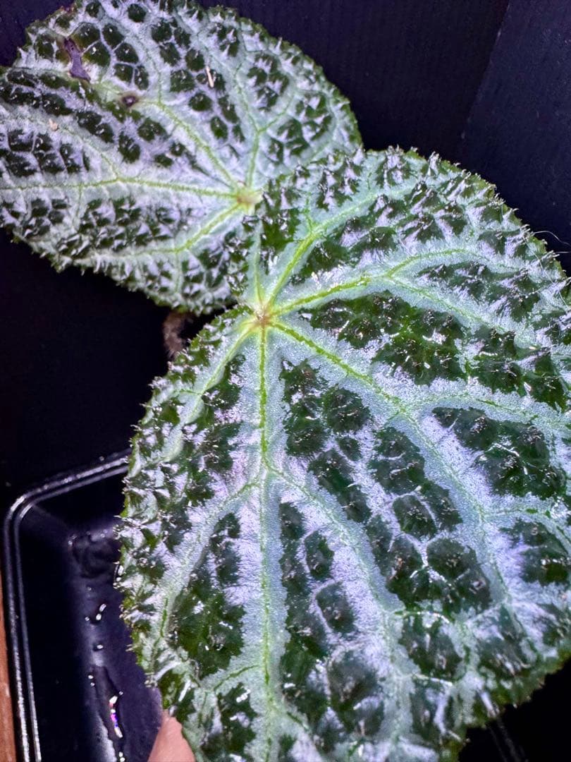 Begonia montaniformis ベゴニア・モンタニフォルミス　大株