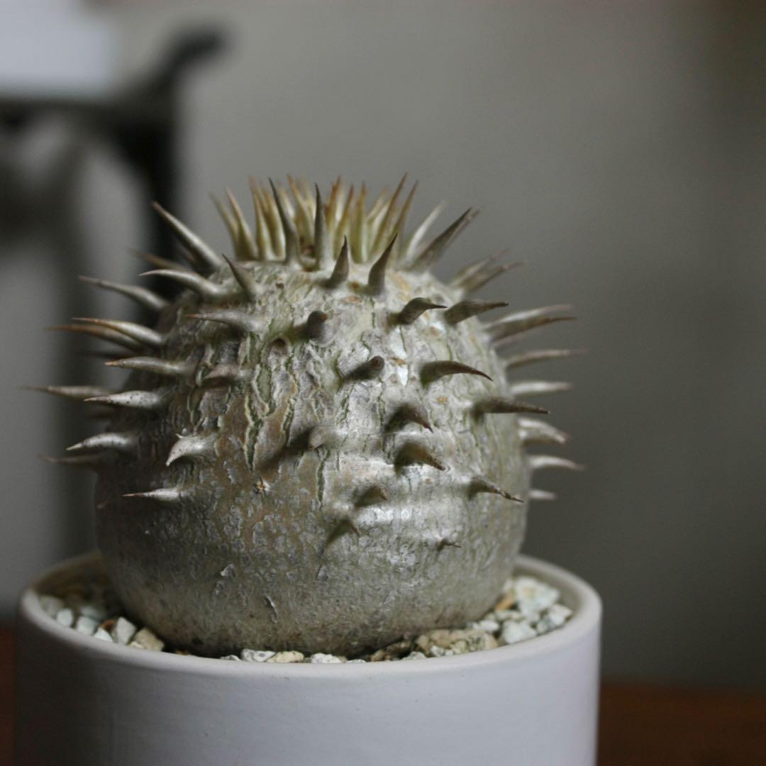 パキポディウム　エブレネウム　実生5年目　陶器鉢付き　塊根植物　コーデックス