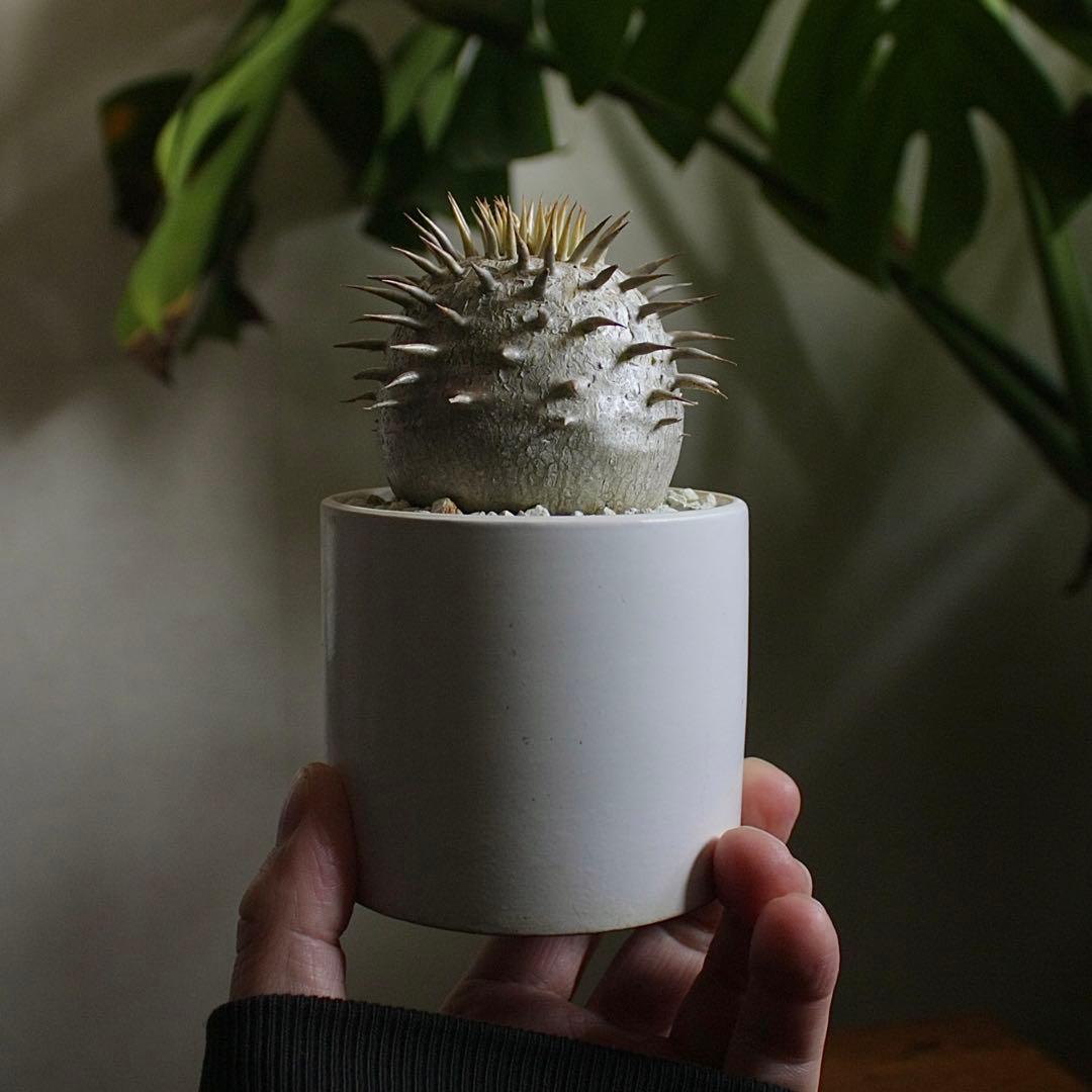 パキポディウム　エブレネウム　実生5年目　陶器鉢付き　塊根植物　コーデックス