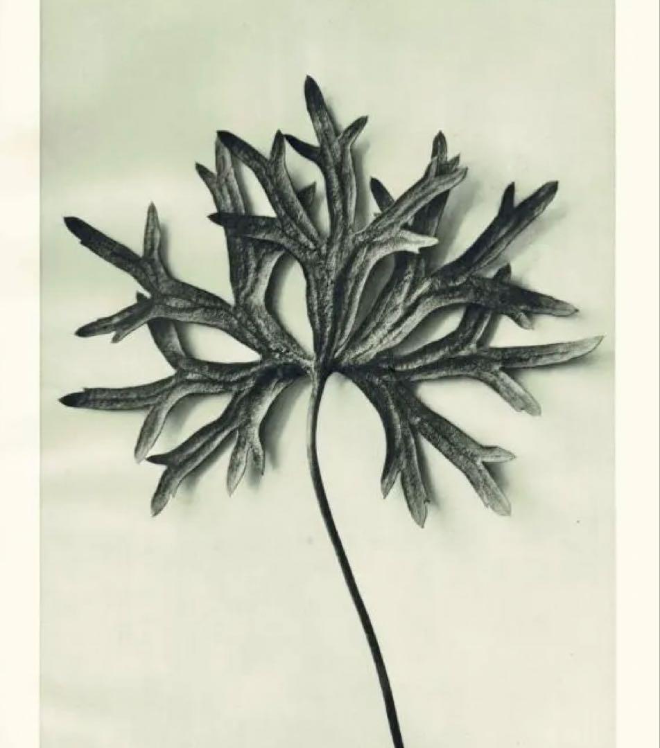 カールブロスフェルトKarl Blossfeldt 版画 額付
