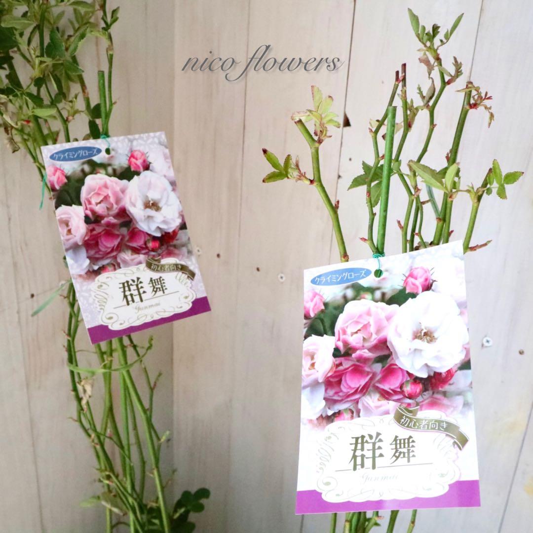トゲなし♡つるバラ♡群舞♡バラ♡