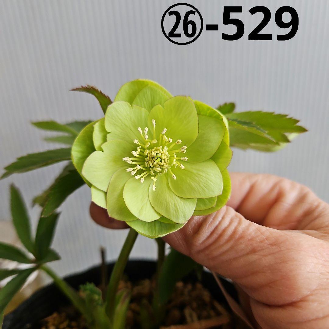 ㉖-529クリスマスローズ