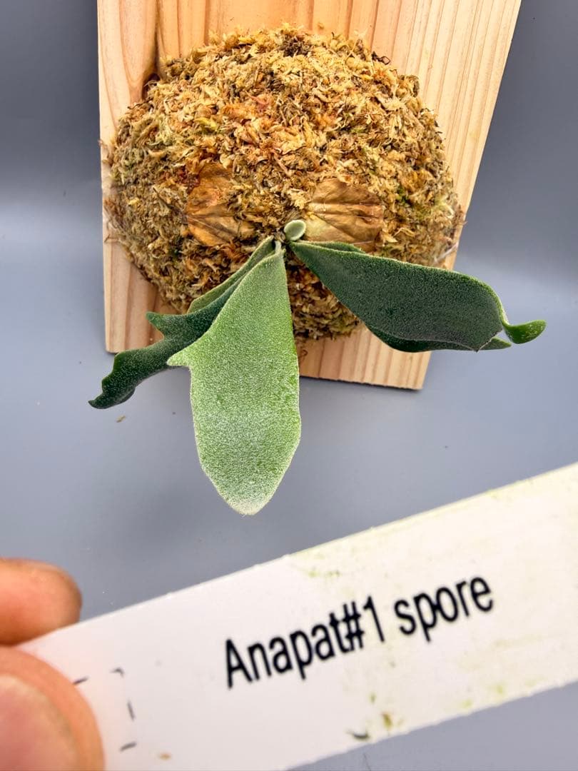 ビカクシダ　P. Anapat#1 sporeling