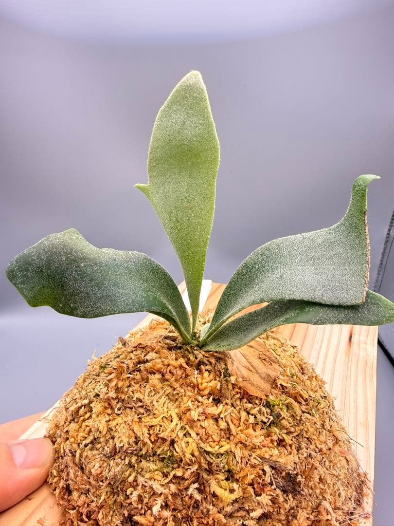 ビカクシダ　P. Anapat#1 sporeling