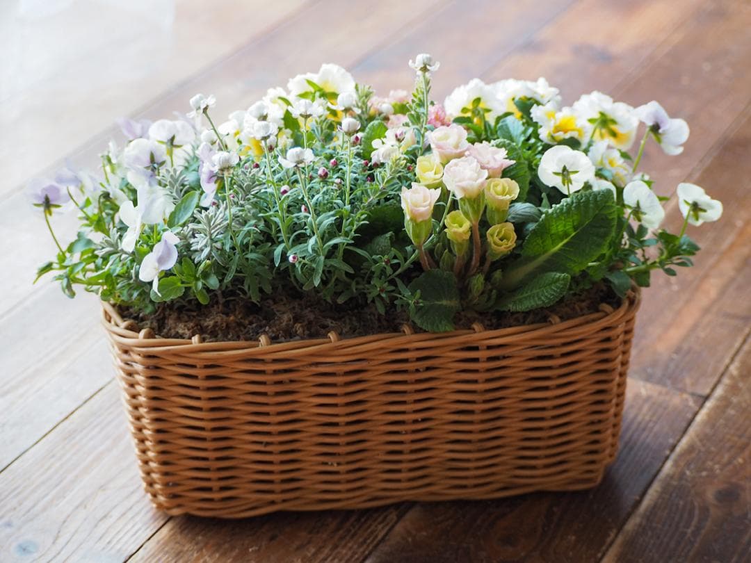 天使のおやつバスケット ❁⃘*.゜ 寄せ植え
