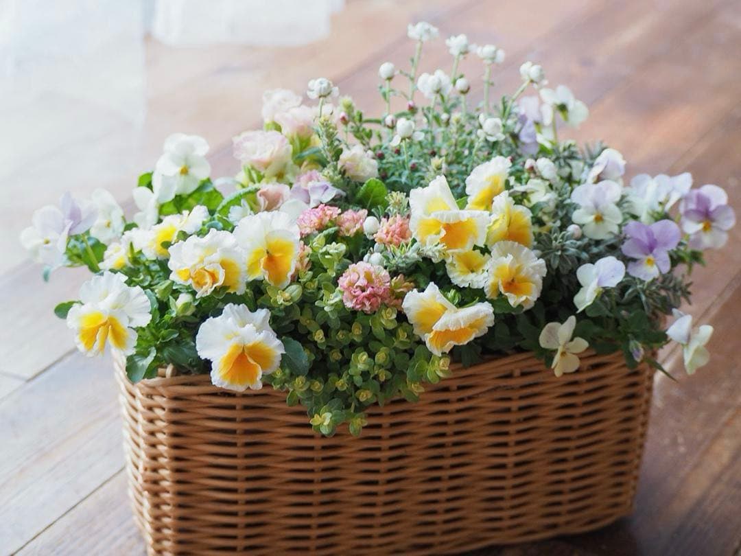 天使のおやつバスケット ❁⃘*.゜ 寄せ植え