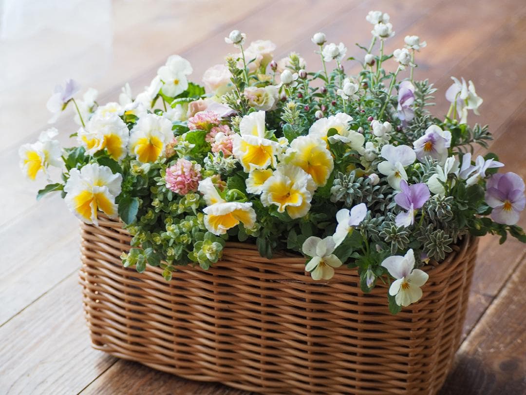 天使のおやつバスケット ❁⃘*.゜ 寄せ植え