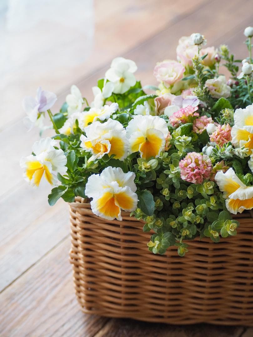 天使のおやつバスケット ❁⃘*.゜ 寄せ植え