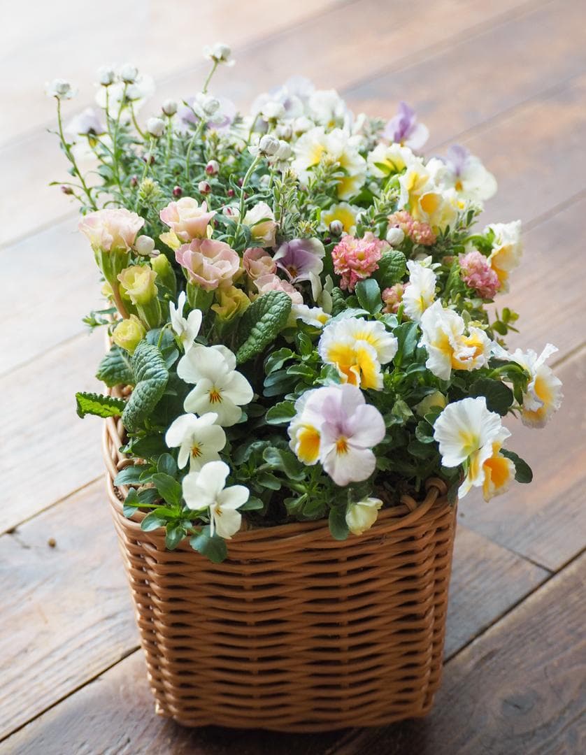 天使のおやつバスケット ❁⃘*.゜ 寄せ植え