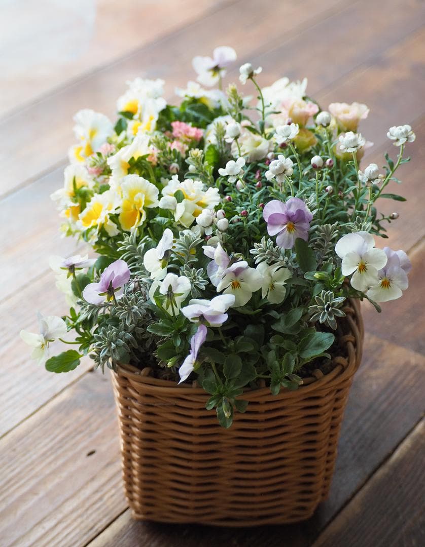 天使のおやつバスケット ❁⃘*.゜ 寄せ植え