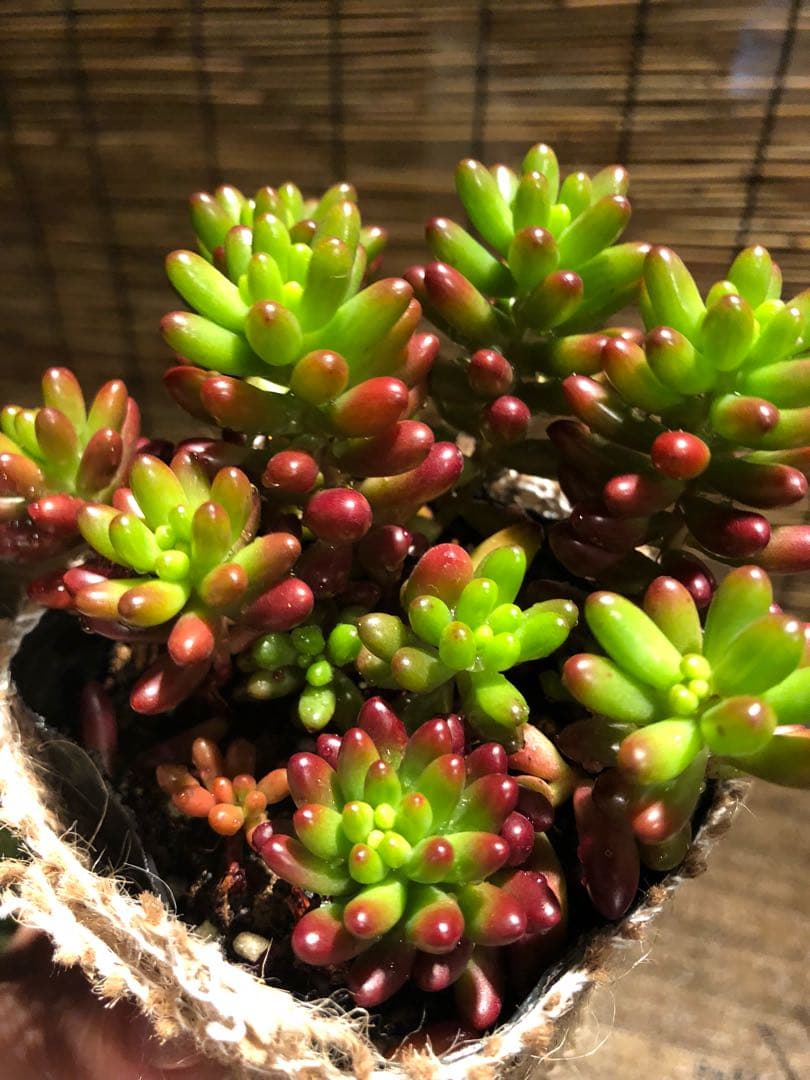 多肉植物 虹の玉♡ボットごと♪A