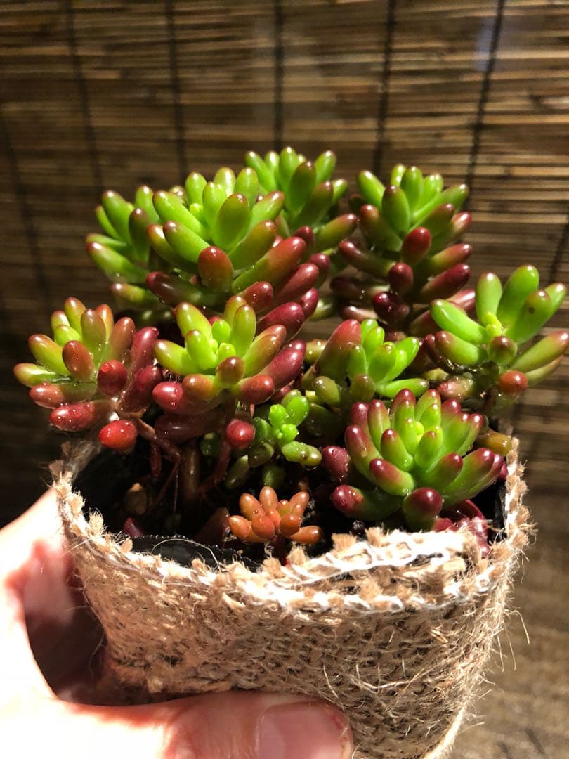 多肉植物 虹の玉♡ボットごと♪A