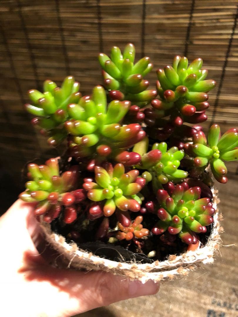 多肉植物 虹の玉♡ボットごと♪A