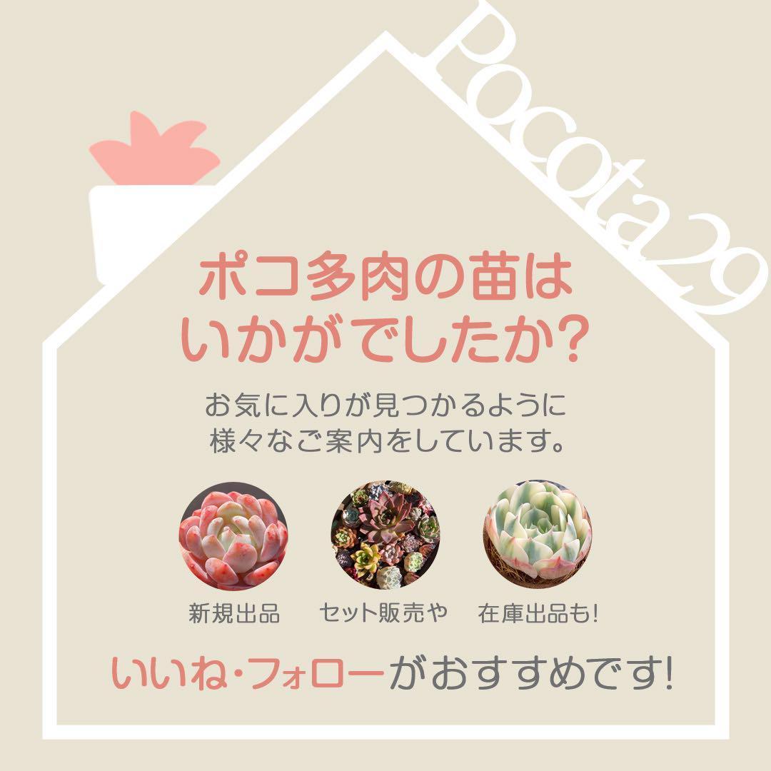 エケベリア　韓国苗　大苗　レインドロップス錦　多肉植物　ポコ多肉