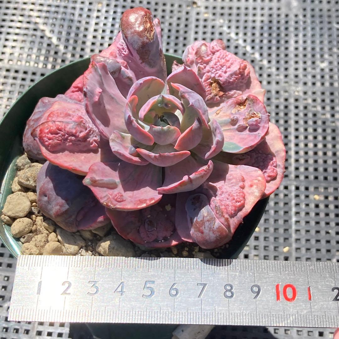 エケベリア　韓国苗　大苗　レインドロップス錦　多肉植物　ポコ多肉