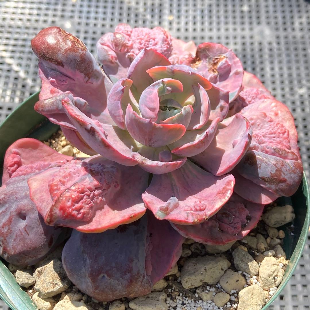 エケベリア　韓国苗　大苗　レインドロップス錦　多肉植物　ポコ多肉