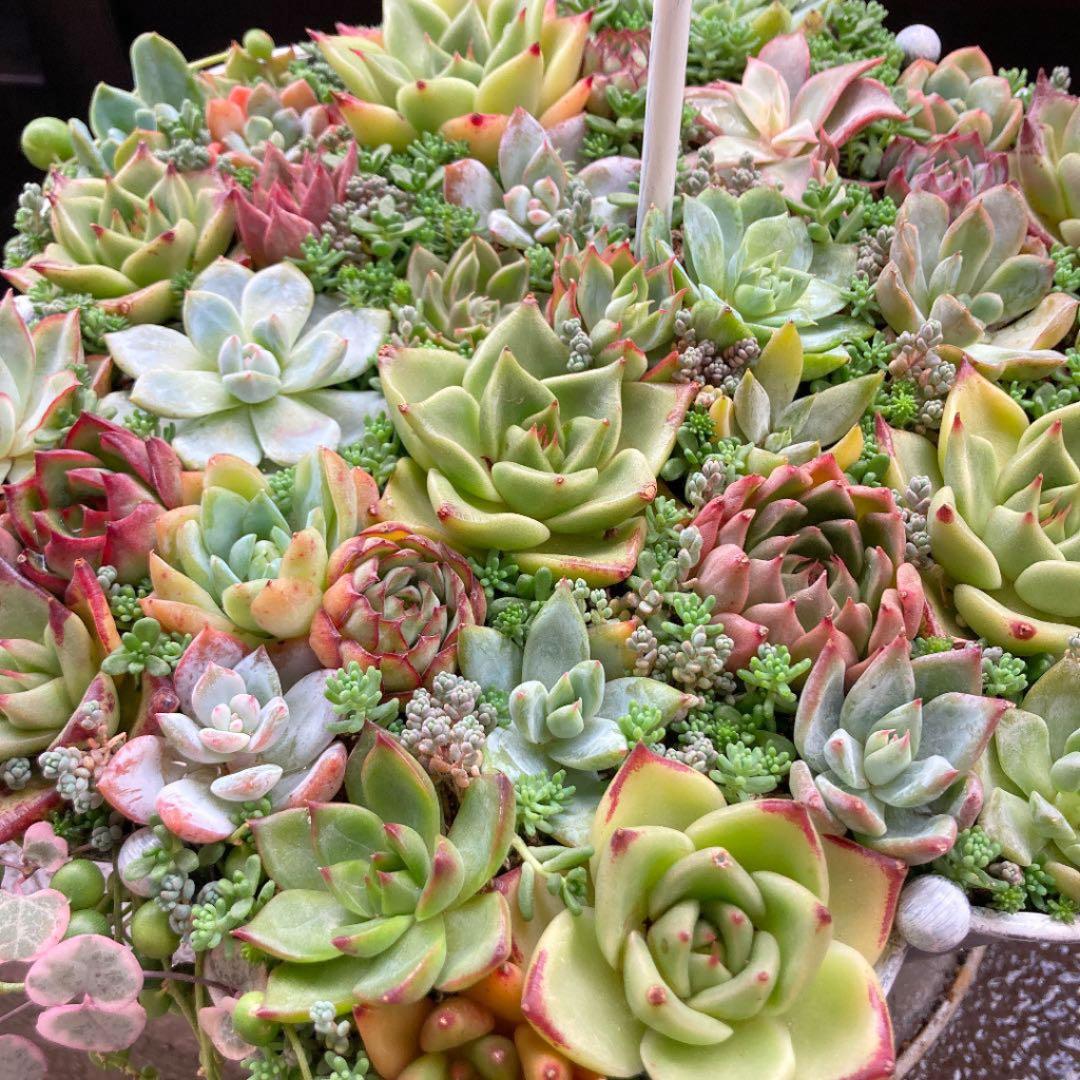 多肉植物　寄せ植え　傘