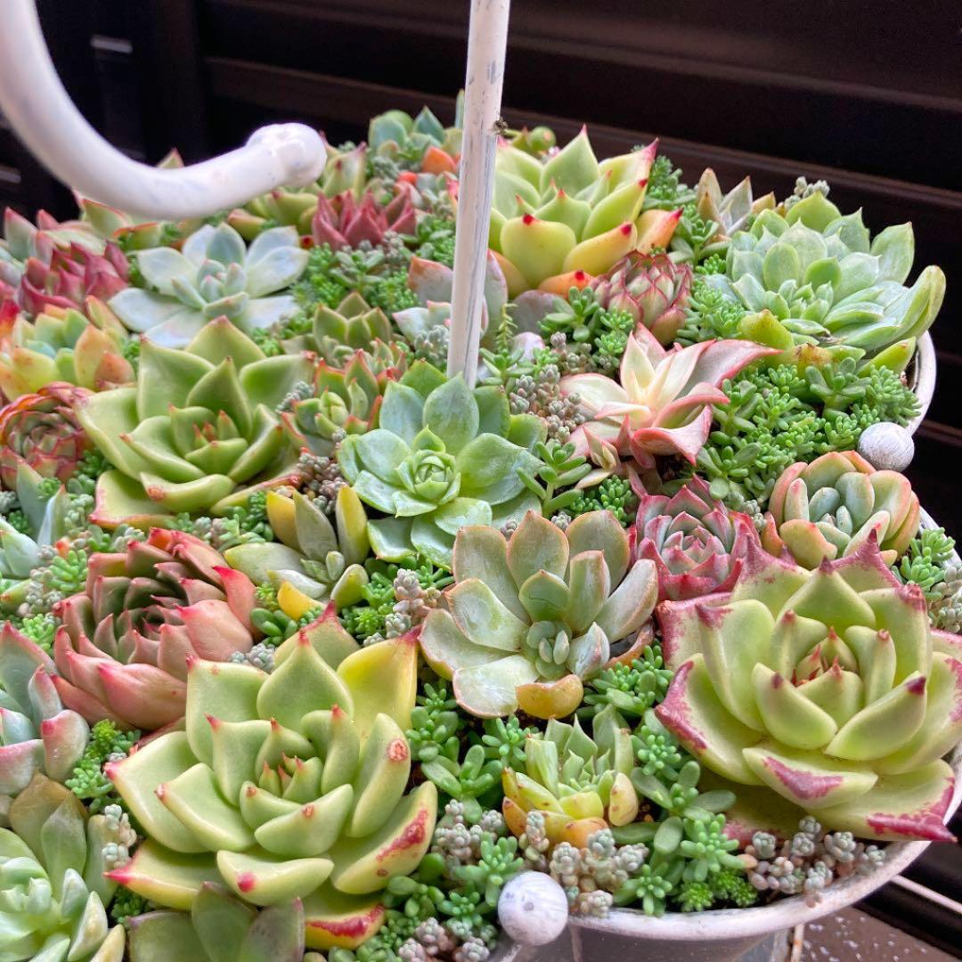 多肉植物　寄せ植え　傘