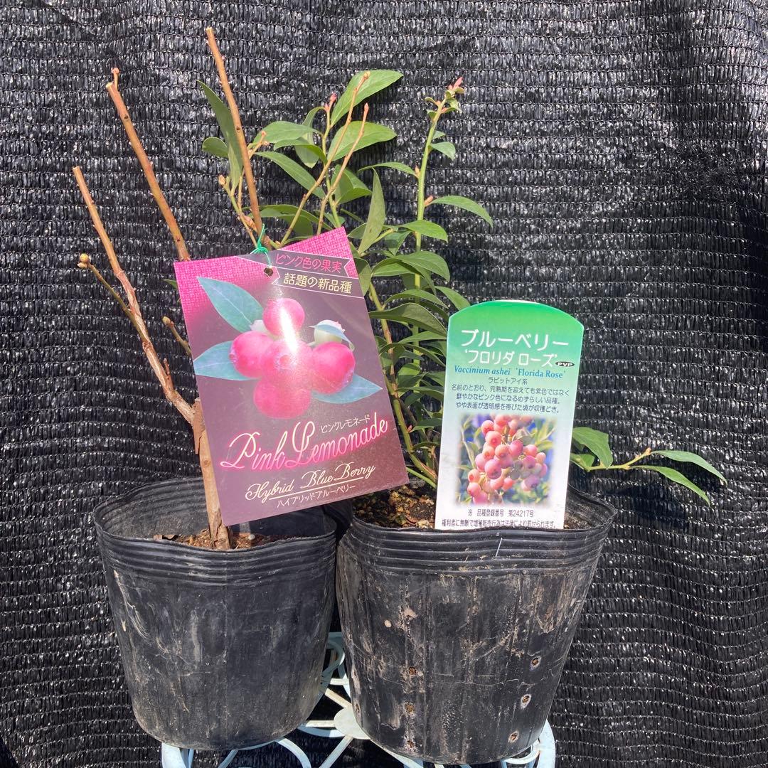 ①*ஐ実付きが良くなる*ஐブルーベリー・苗木【フロリダローズ・ピンクレモネード