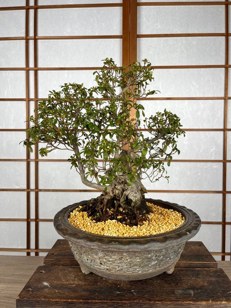 【皐月(さつき)】 \"神鏡(しんきょう)\" 盆栽 素材