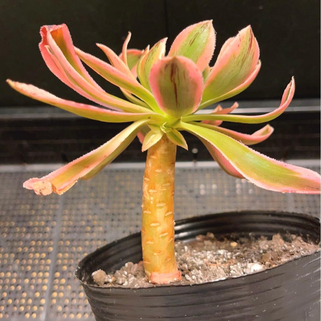 73#多肉植物❤️アエオニウム錦❤️おそれひめ❤️ 虞姫 ❤️1頭15cm 拔き苗