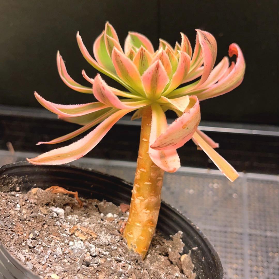 73#多肉植物❤️アエオニウム錦❤️おそれひめ❤️ 虞姫 ❤️1頭15cm 拔き苗