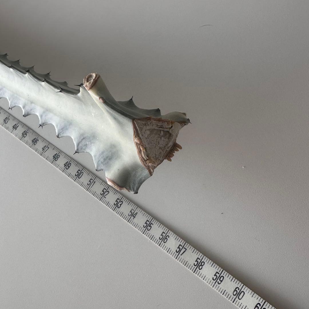 ホワイトゴースト 約55cm