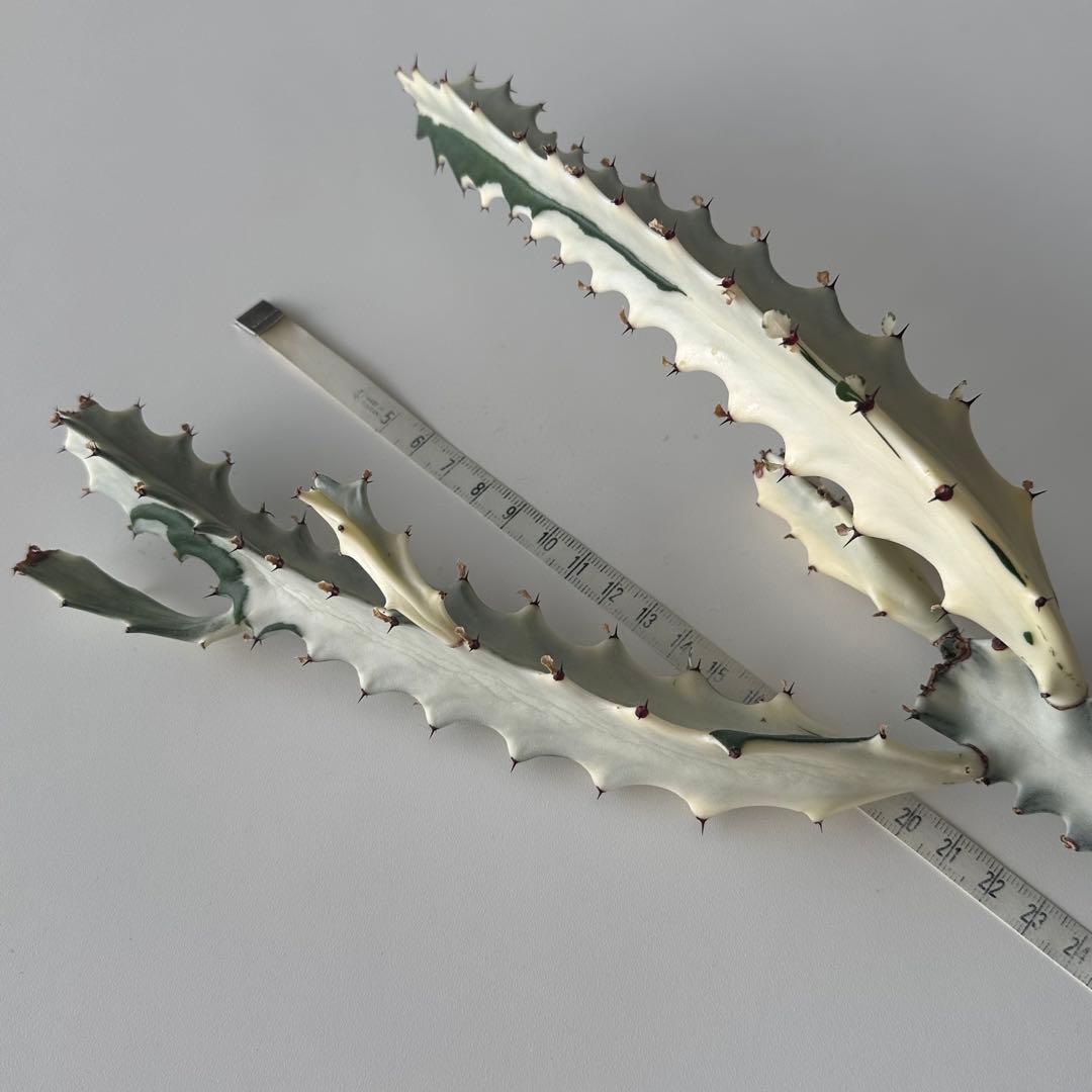 ホワイトゴースト 約55cm