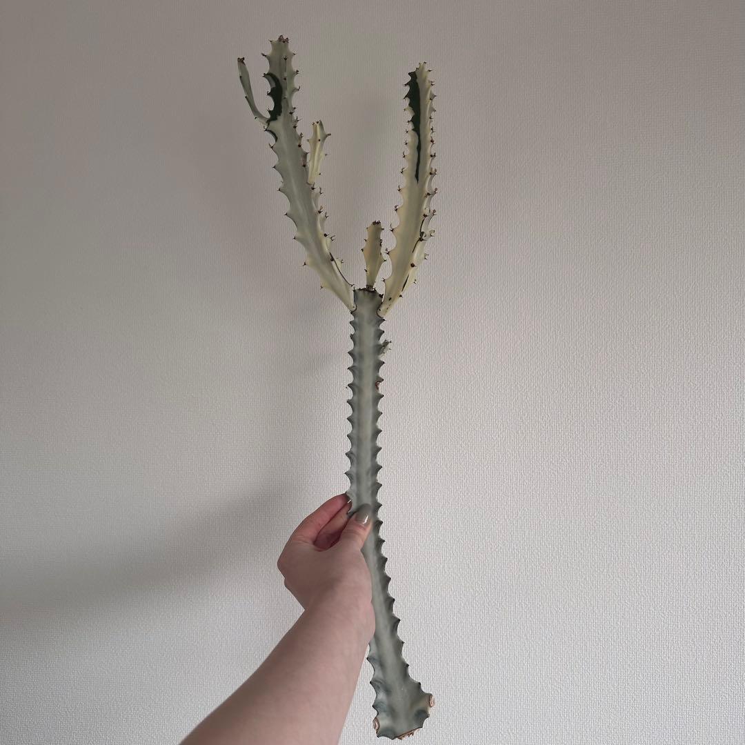 ホワイトゴースト 約55cm