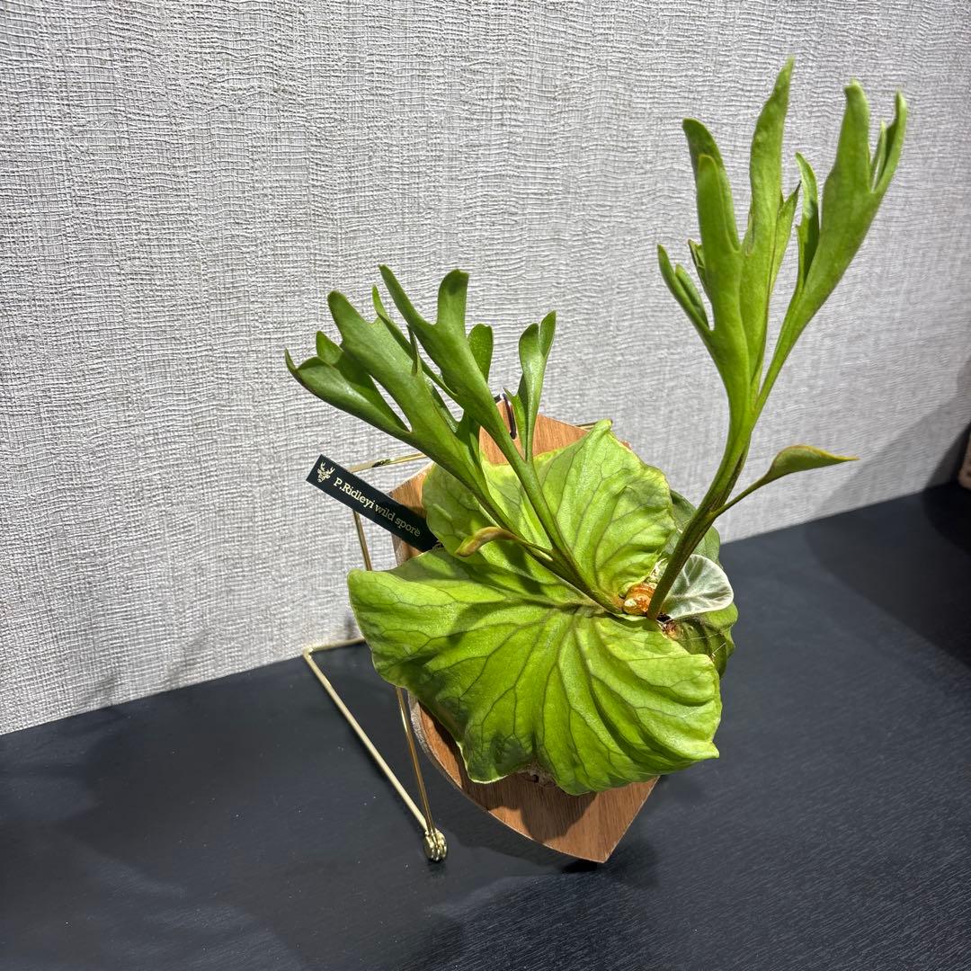 a*！様 ビカクシダ　リドレイ　ワイルド　スポア　コウモリラン