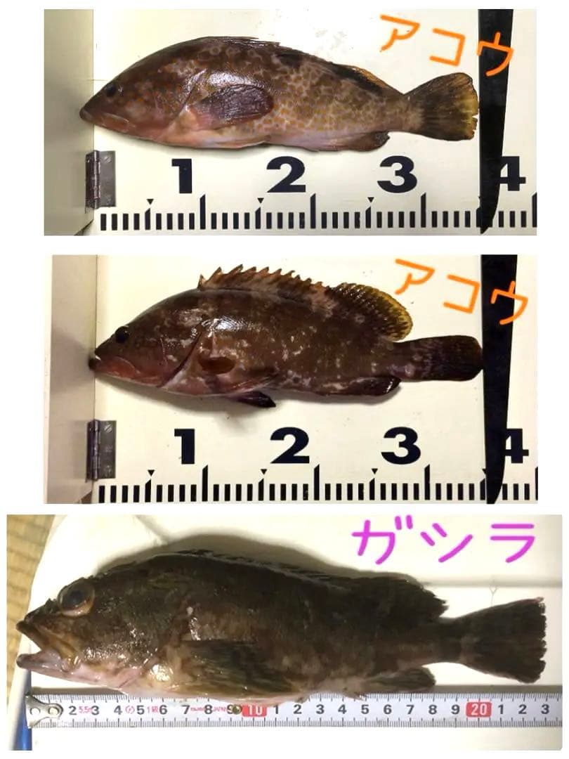 穴釣り竿 ハンドメイド 漆 研ぎ出し 和竿 ヘチ竿 竹 貝殻 ラメ 根魚 ガシラ