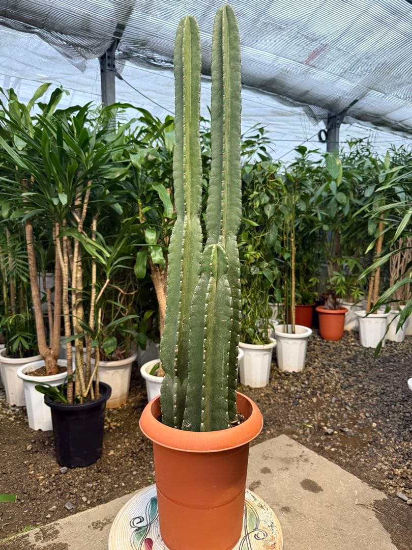 【特級品】柱サボテン 鬼面角 3本立ち 8号鉢サイズ