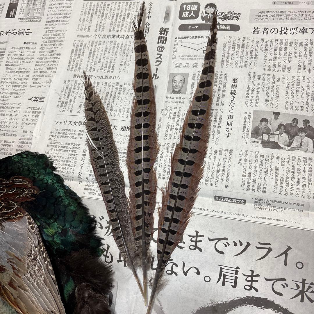 フライマテリアル　キジ　雉　コンプリートスキン