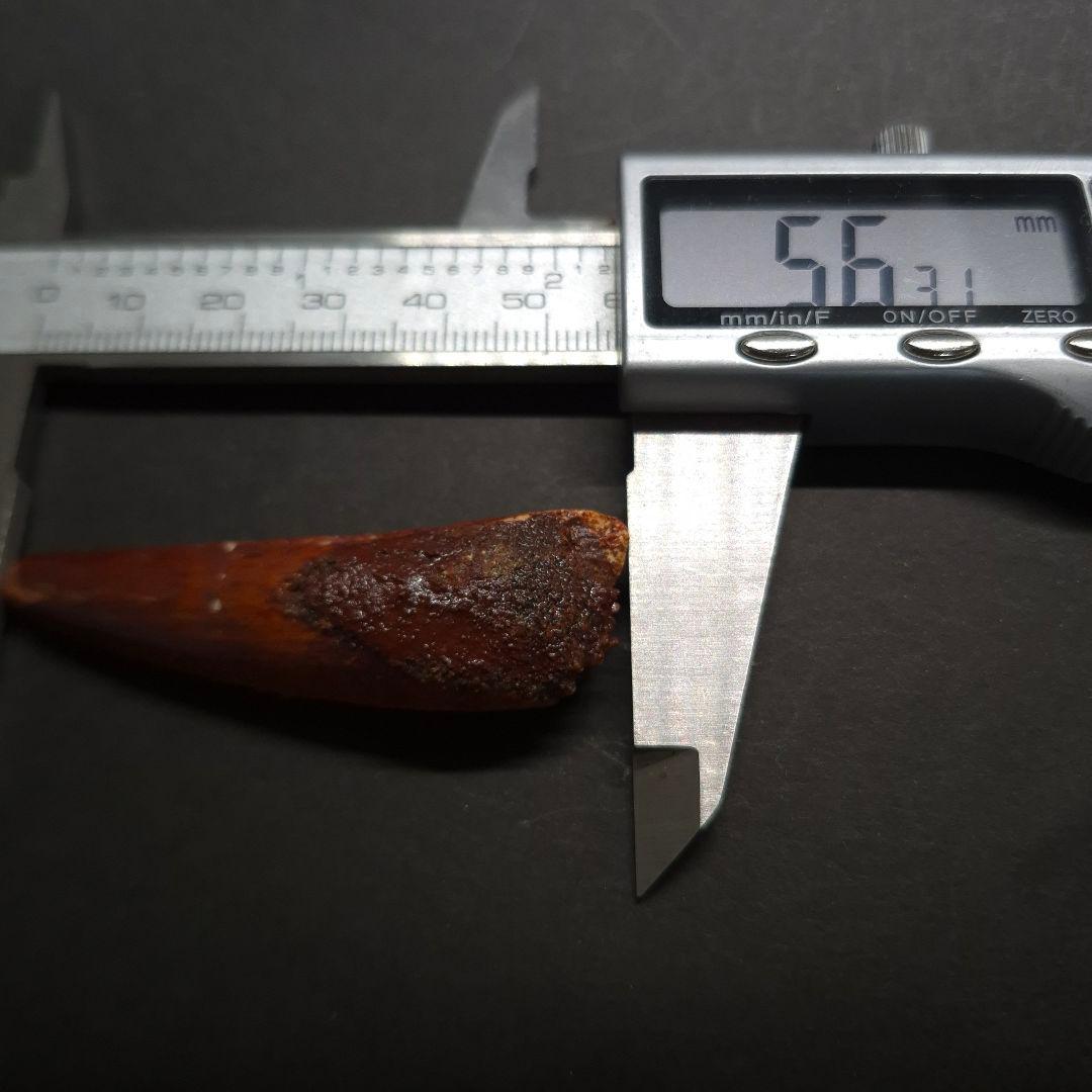 スピノサウルス 本物 モロッコ産 56.31mm fsp16