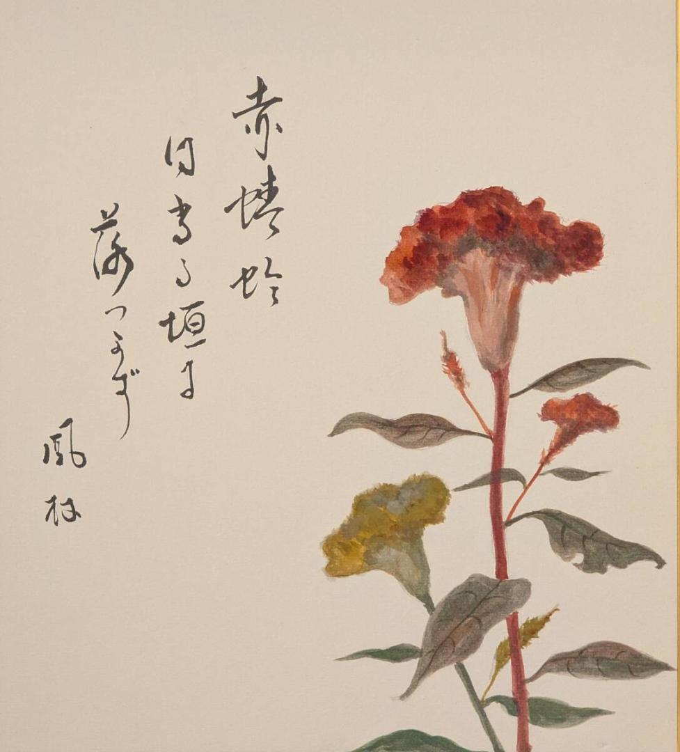 【真作】絵画　日本画（色紙）　鶏頭図　風雅な書画　秋の彩り　Z54