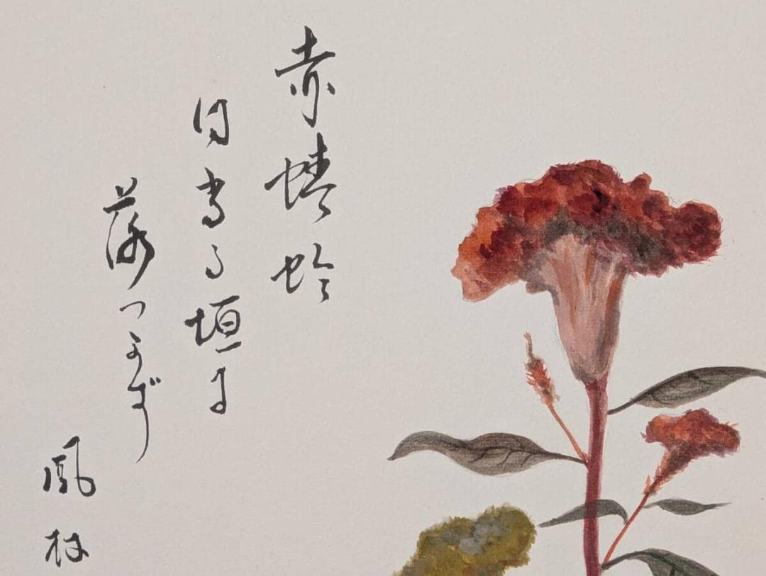 【真作】絵画　日本画（色紙）　鶏頭図　風雅な書画　秋の彩り　Z54