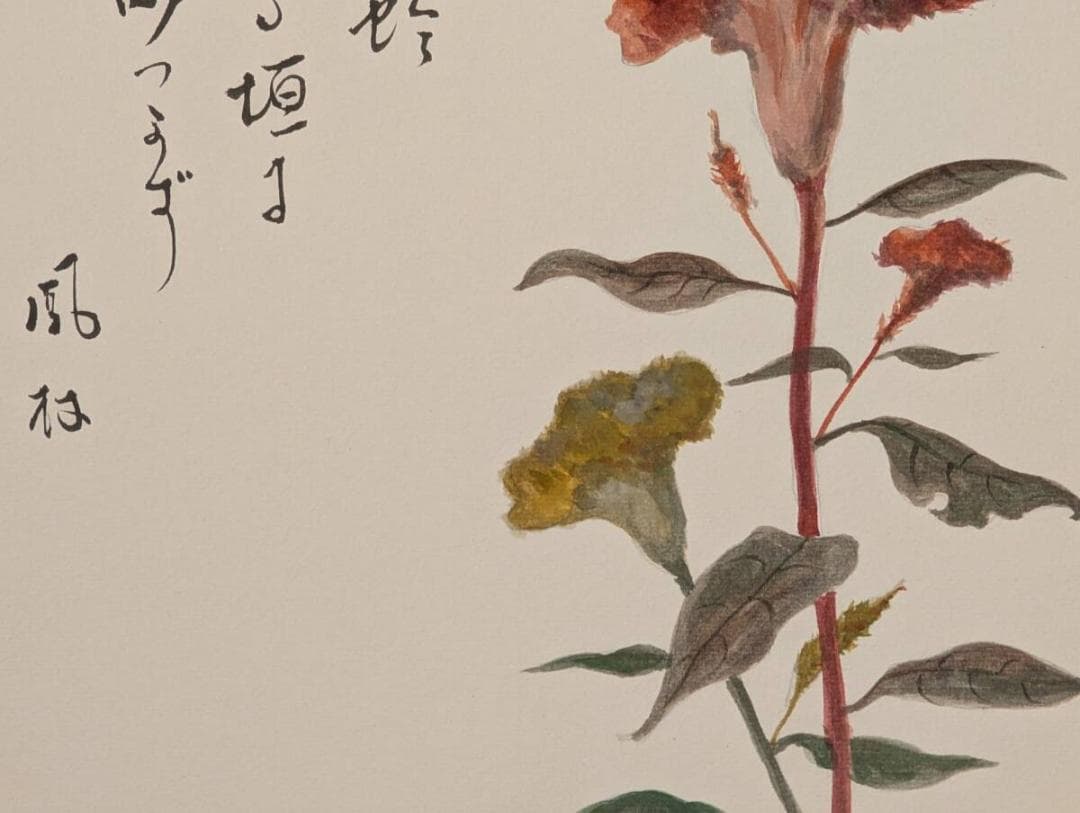 【真作】絵画　日本画（色紙）　鶏頭図　風雅な書画　秋の彩り　Z54