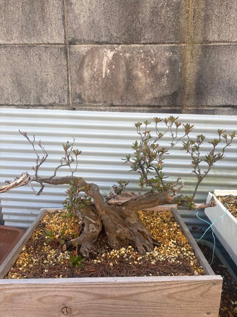 【大阪北部にて引き取り限定】さつき盆栽