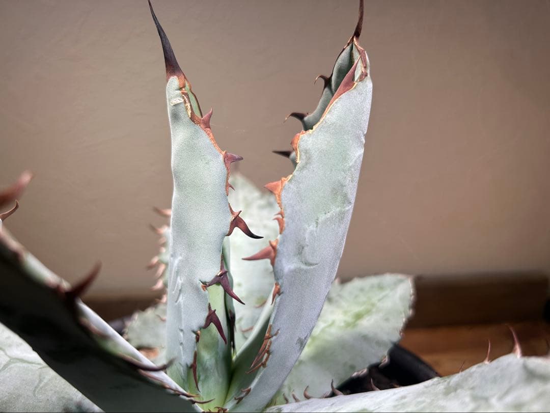 現品　アガベ　チタノタ　ブルー　長葉系選抜 long leaf 鉢のまま発送
