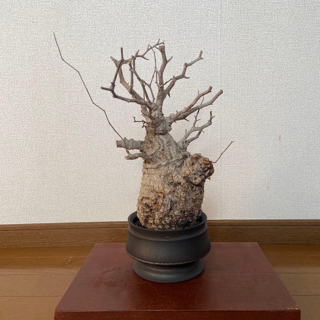 コレクション株　オペルクリカリア　パキプス 作家鉢　 田中元将さん