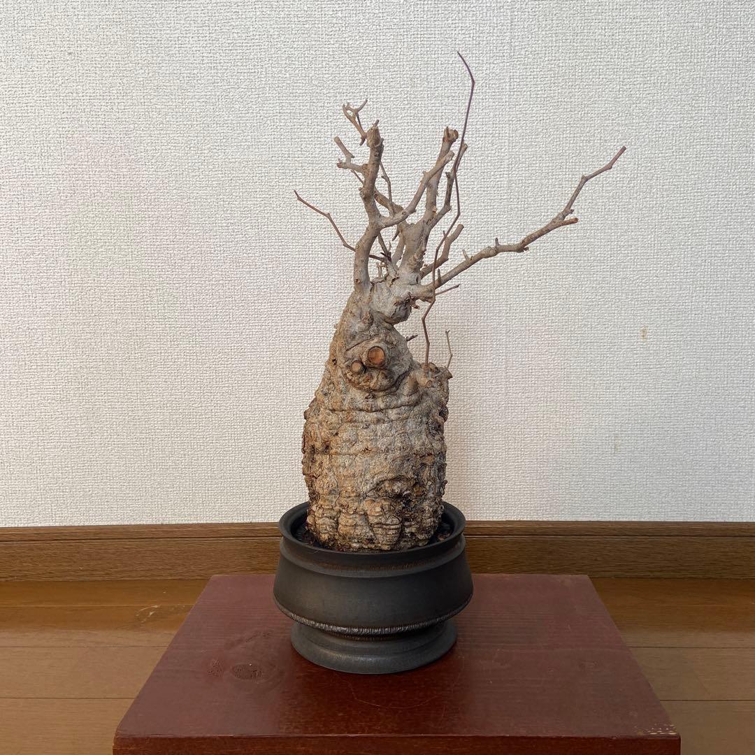 コレクション株　オペルクリカリア　パキプス 作家鉢　 田中元将さん
