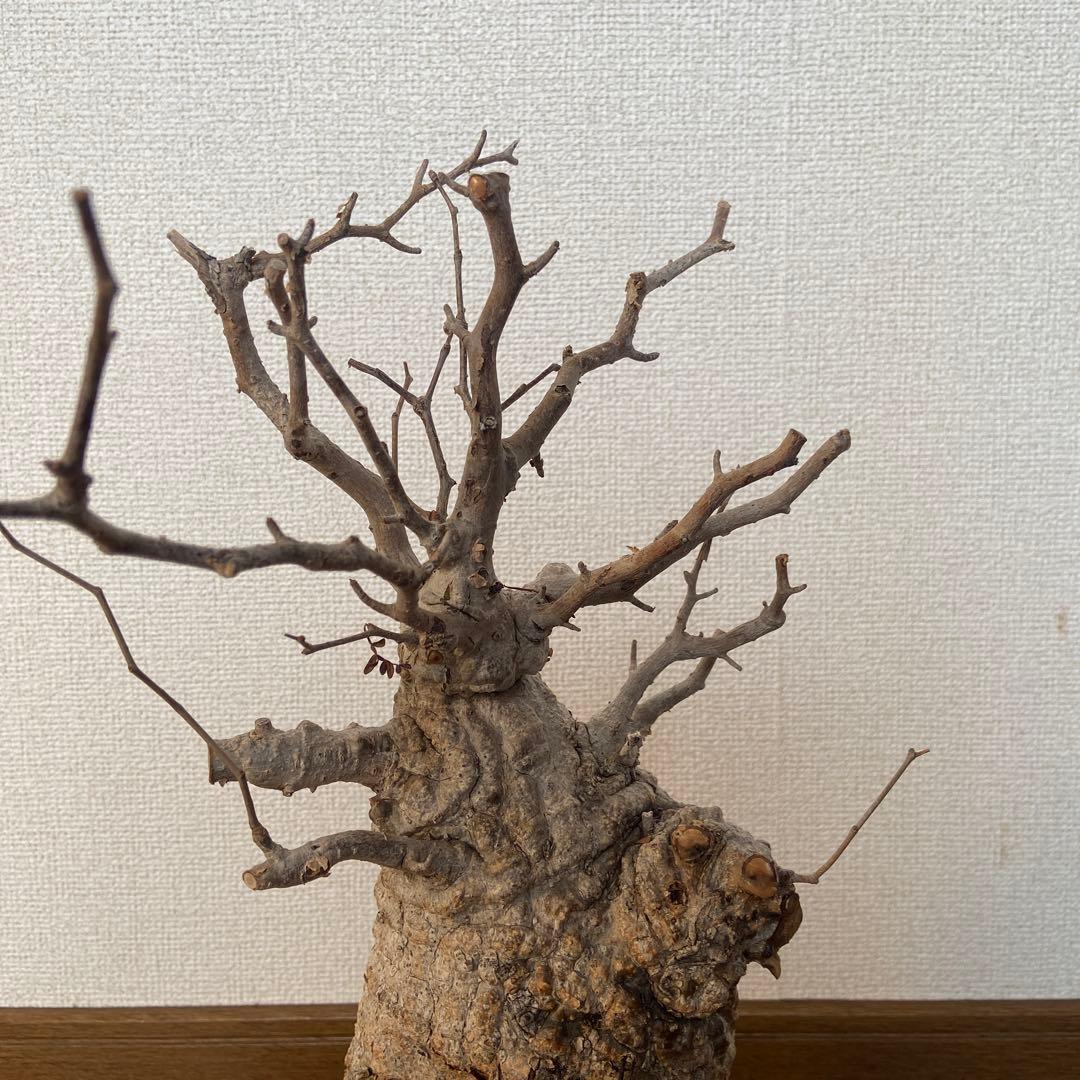 コレクション株　オペルクリカリア　パキプス 作家鉢　 田中元将さん