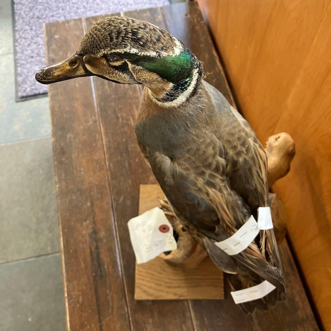 トモエガモ　剥製　カモ